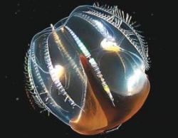 meduza