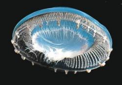 meduze