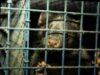 moartea animalelor pentru articole de lux