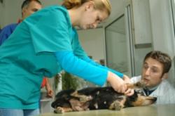 veterinar