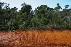 padurea indoneziana