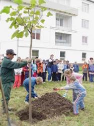 plantare
