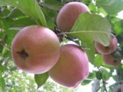 pomi fructiferi