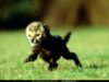 pui de ghepard