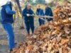 resursa naturala neutilizata - frunze uscate