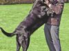 samson