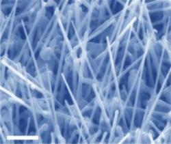 solar cell - celule solare