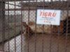 tigru-in-gradina-zoologica.JPG