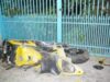 accidente datorate animalelor