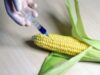 alimente iradiate