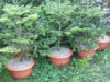 brazi ecologici brazi ecologici