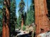 california