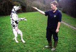 dalmatian surd