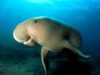 dugong
