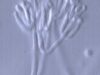 Gliocladium roseum