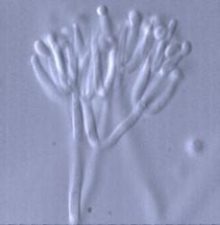 Gliocladium roseum