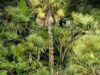 jungla in marea britanie