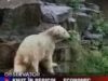 knut