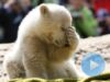 knut