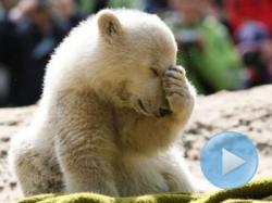 knut