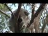 koala koala
