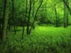 natura
