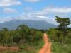 o noua padure in mozambic