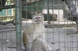 organizare la gradina zoologica