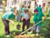 plantare copacul de hartie