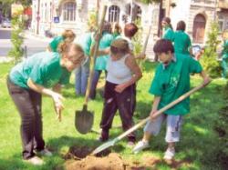 plantare copacul de hartie
