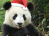 salvati un urs panda