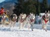 schimbarile climatice in laponia