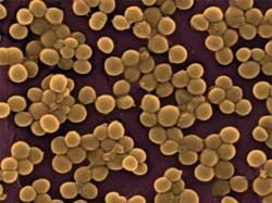 Staphylococcus aureus