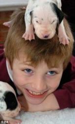 101 dalmatieni