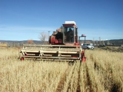 UE doreste folosirea terenurilor agricole exclusiv in scop alimentar si excluderea culturilor energetice