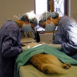 ambulante veterinare