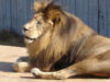animale exotice