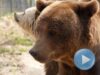 animalele salbatice sufera din cauza gerului
