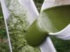 biodiesel din alge