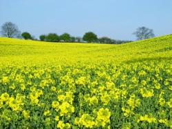 biodiesel