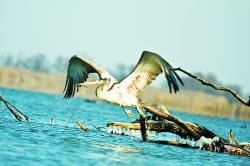 braconaj in delta