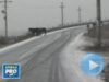 cai liberi langa autostrada soarelui