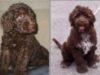 caine de apa portughez si un labradoodle caine de apa portughez si un labradoodle