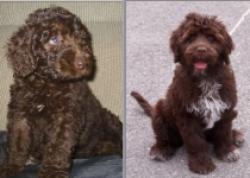 caine de apa portughez si un labradoodle