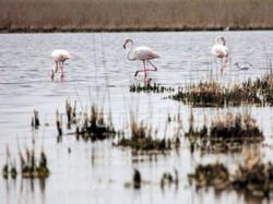 camargue