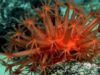 creaturi marine bizare