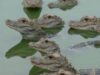 crocodili
