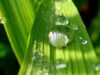 ecologie ambientala