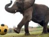 elefant