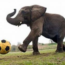elefant